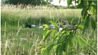 Heimlich Lesben-Spiele auf der Wiese gefilmt